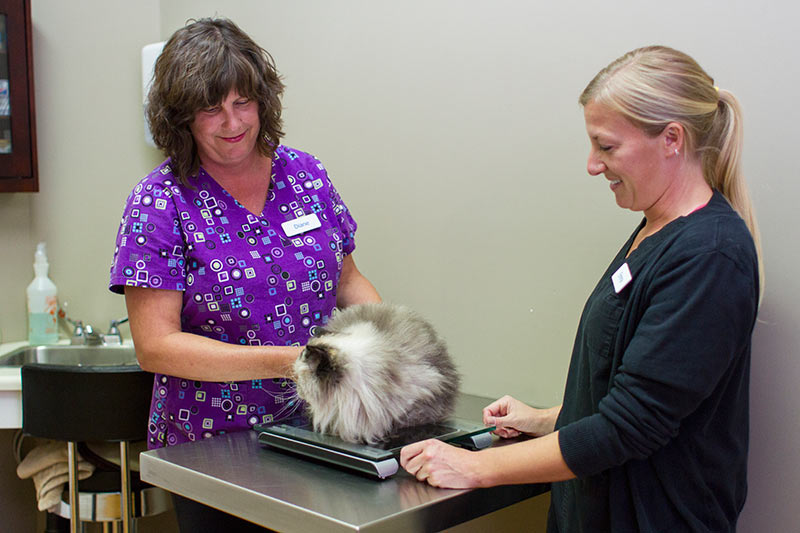 Dr.Champion and staff member weighing a cat in diagnostics lab.