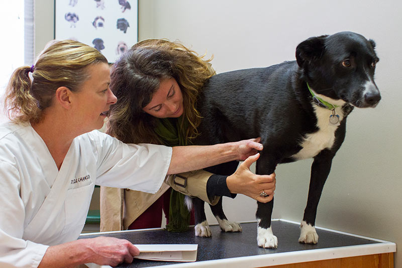 Dr Champion giving a dog a chekcup appointment.