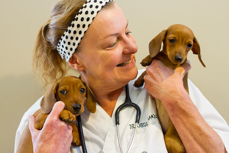 Dr.Champion prepping two puppies for dental exams.