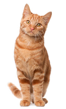 Orange cat waiting for his yearly checkup